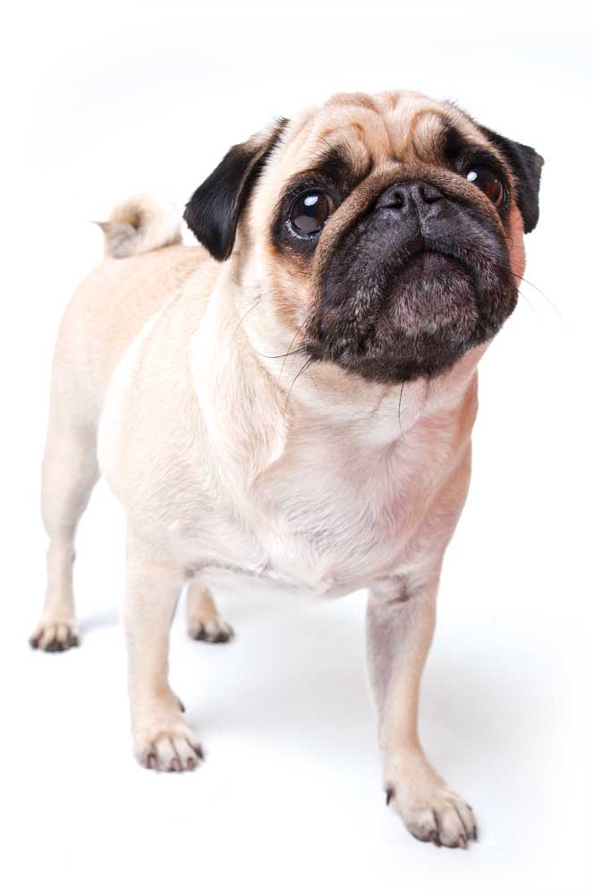 Cute Pug dog looking up