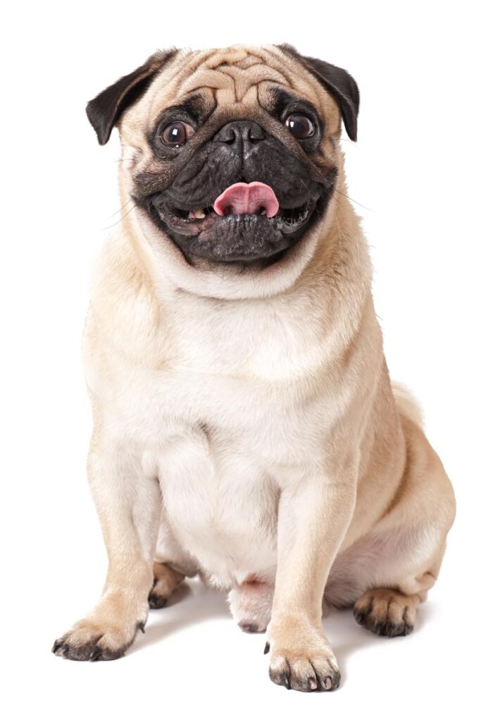 Pug Dog